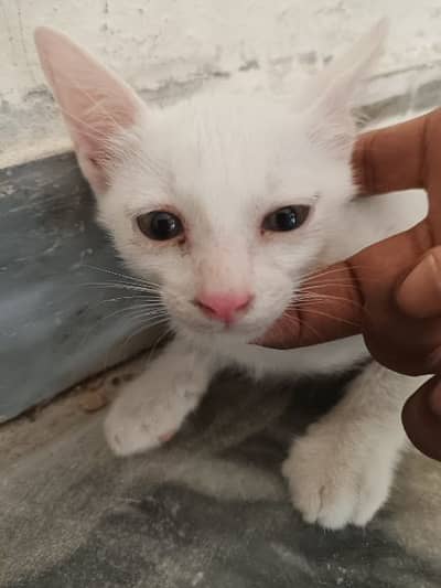 Turkish Angora kitten