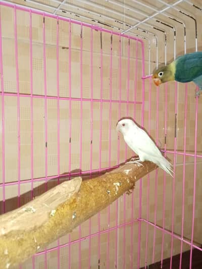 parblue split creamino with albino Red eye's male pair