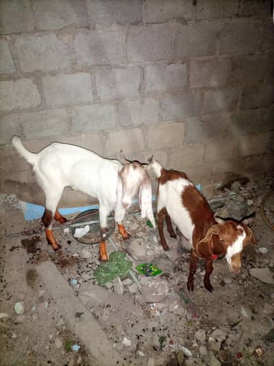 Goats Bakari - Female Goats