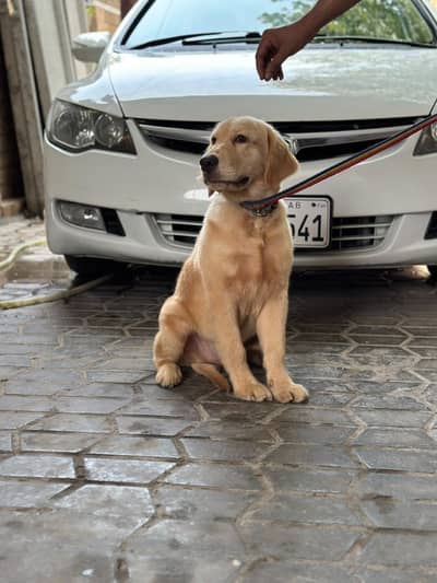 Golden Retriever Puppy | Golden Retriever Dog | Golden Retriever