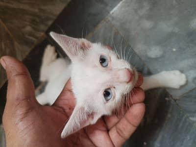 Turkish Angora kitten