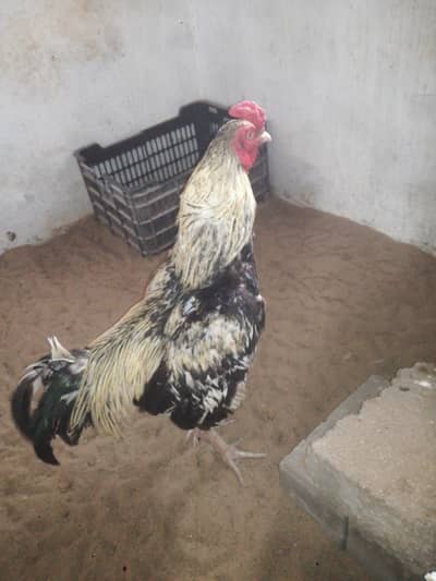 pure aseel meanwali serious buyers Whatsapp per contact kare 031533005