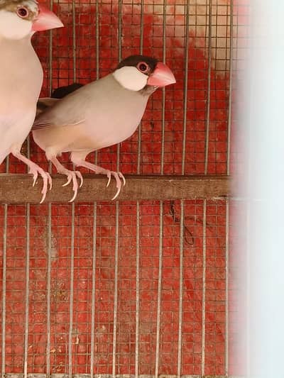 White Java Opal java selvar Java Fawn java Available