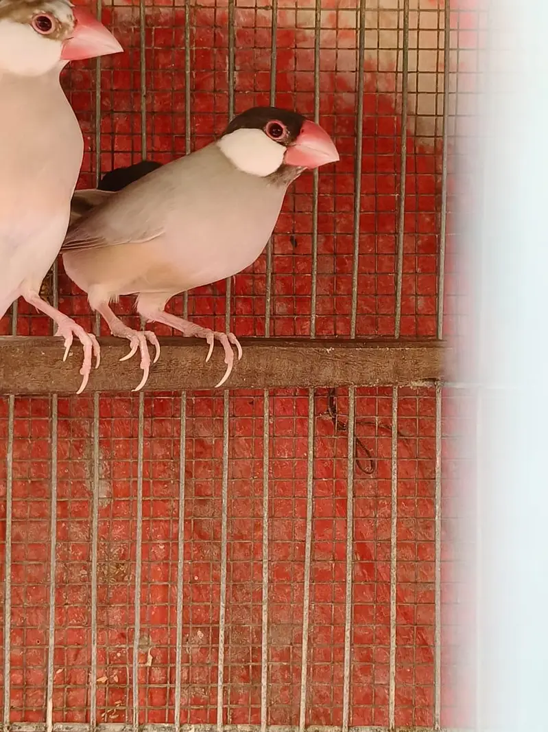 White Java Opal java selvar Java Fawn java Available