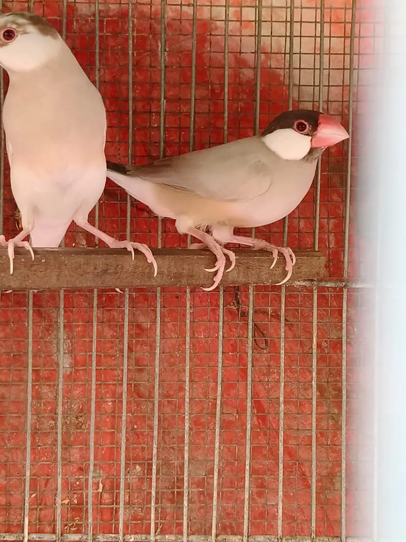 White Java Opal java selvar Java Fawn java Available — photo 2