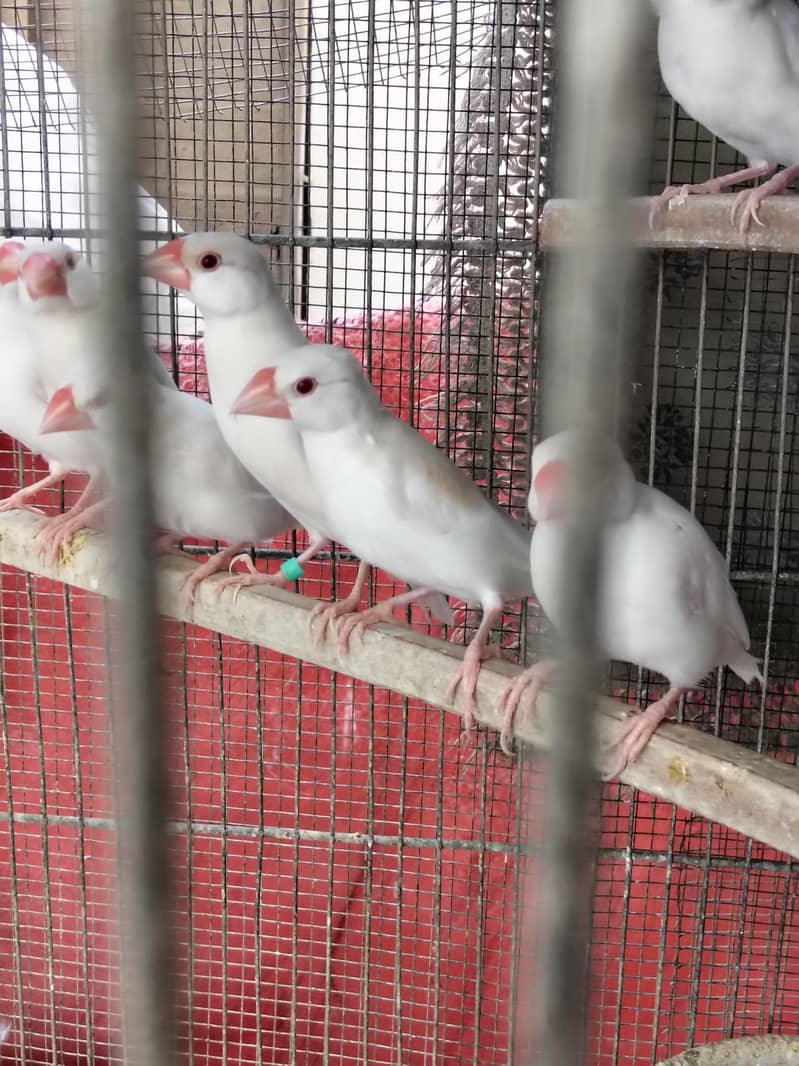 White Java Opal java selvar Java Fawn java Available 3