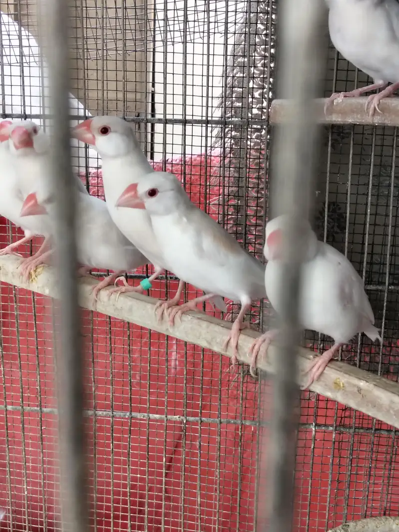 White Java Opal java selvar Java Fawn java Available — photo 4