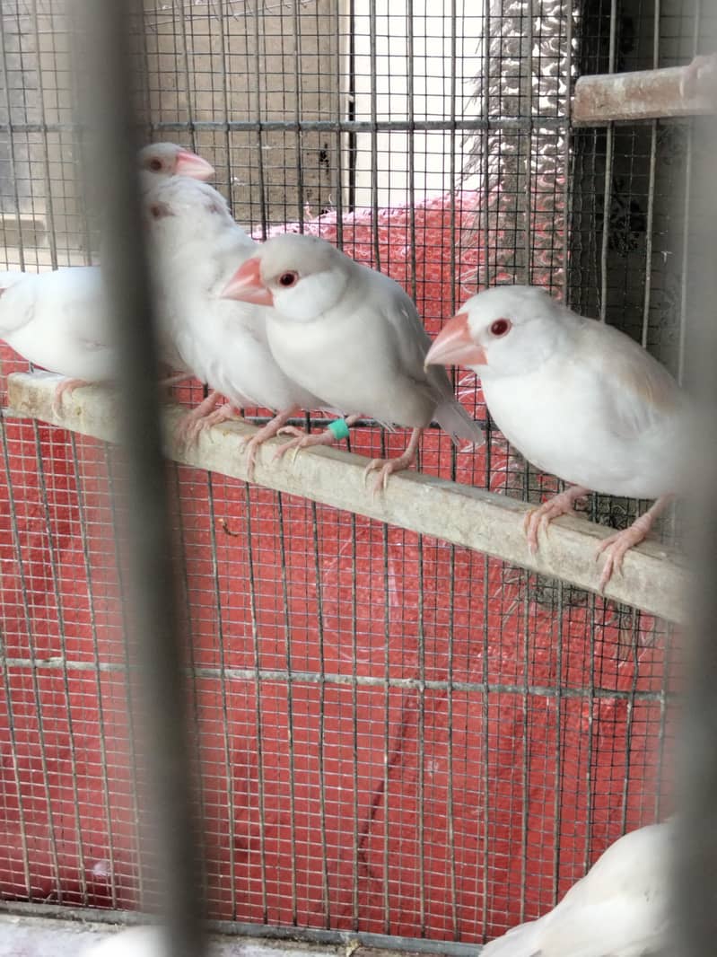 White Java Opal java selvar Java Fawn java Available 4