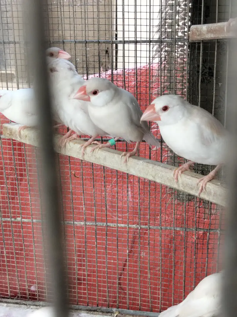 White Java Opal java selvar Java Fawn java Available — photo 5