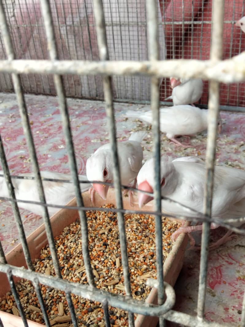 White Java Opal java selvar Java Fawn java Available 5
