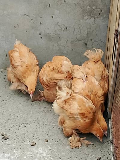 3.5 month age he golden heavy buff 2000 per piece