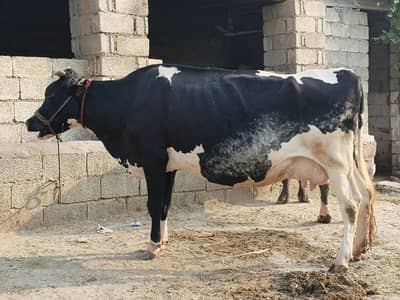 Garlendo cross cow for sale