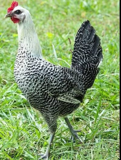 required Egyptian silver misri chiks