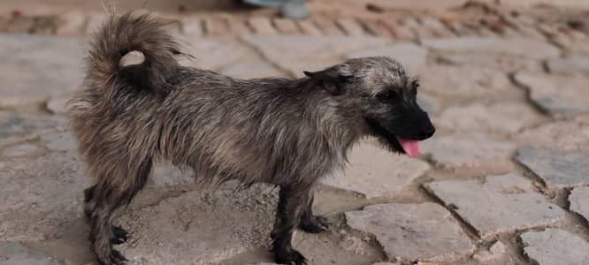 Pakistan Desi +Spitz-type