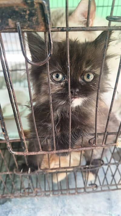 cute kittens available