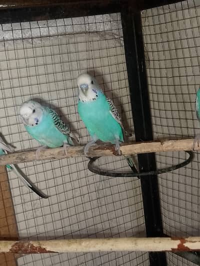 Australian parrot