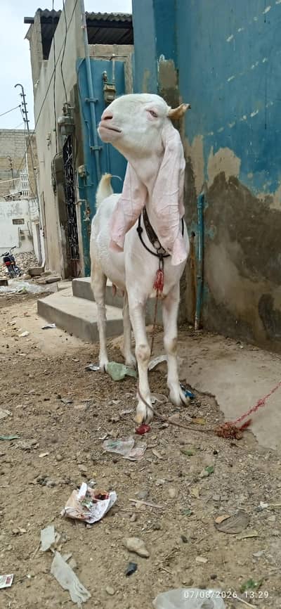 Gulabi Bakri for sale