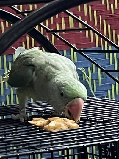 Raw parrot tame