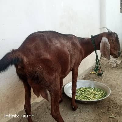 bakri for sale بکری Goat