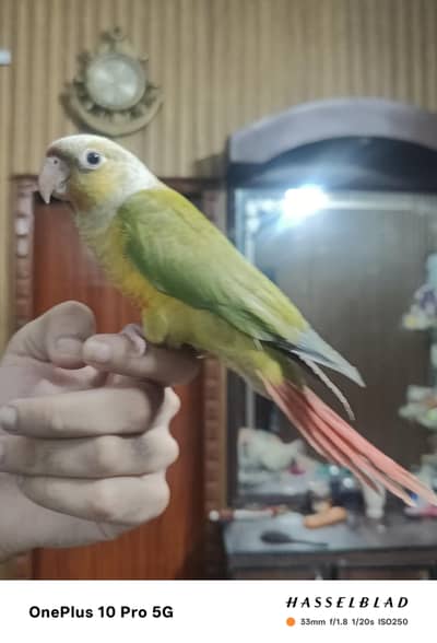 Handtame Pineapple Conure With Dna male