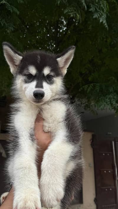 Pure Siberian Husky Puppies Available