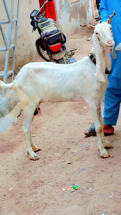gulabi bakri 2 month ki gaban ha