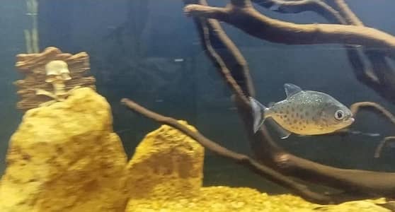 Red Belly Pirahna