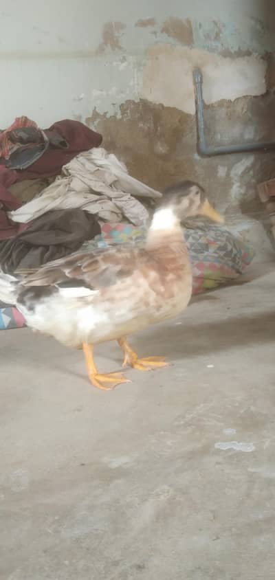 a female pet duck