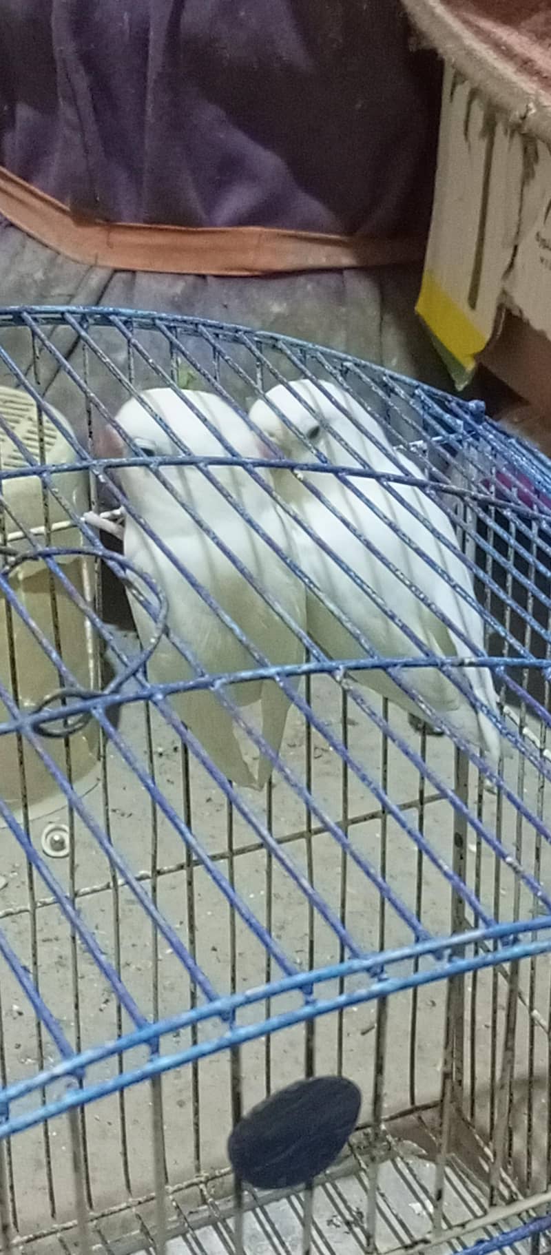 Breading pair 0