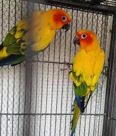 sun conure
