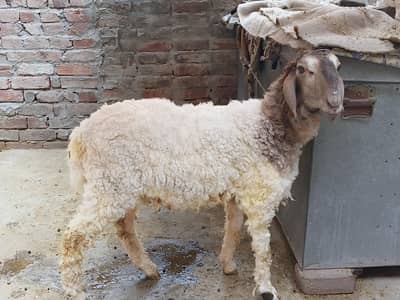 DESI BAKRA FOR SALE