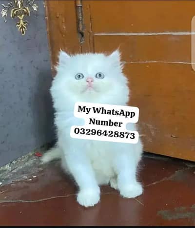 Persion Cat 2 month age for sale