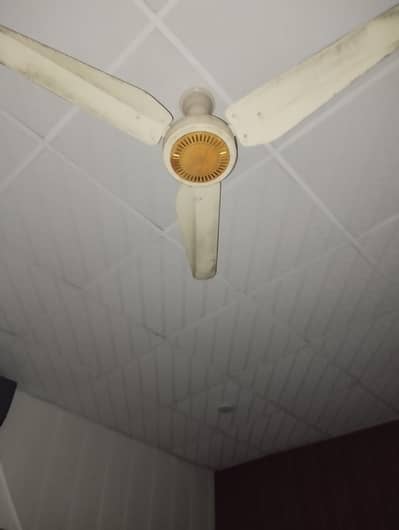 ceiling fan for sale//100%coper wilding//good condition