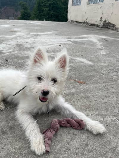 Russian poodle imported puppy