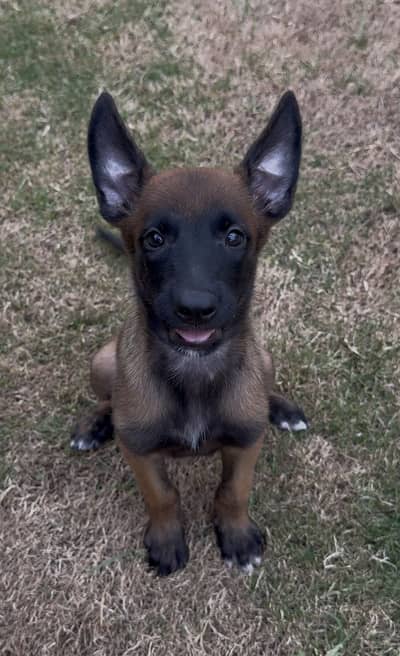 Belgian Malinois Female Puppy – 45 Days Old (Non-Pedigree)