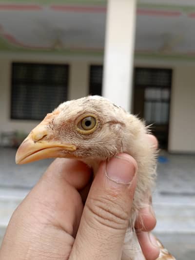 chicks for sale