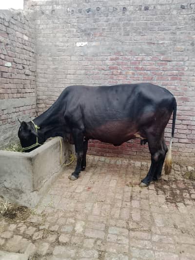 cros cows for sel