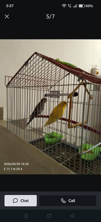 parrot
