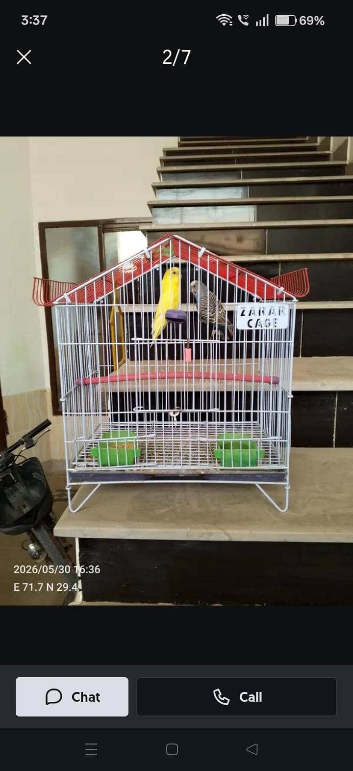 parrot 1