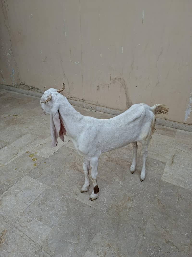Gulabi Path 6