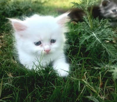 3 persiant cat babies for sale