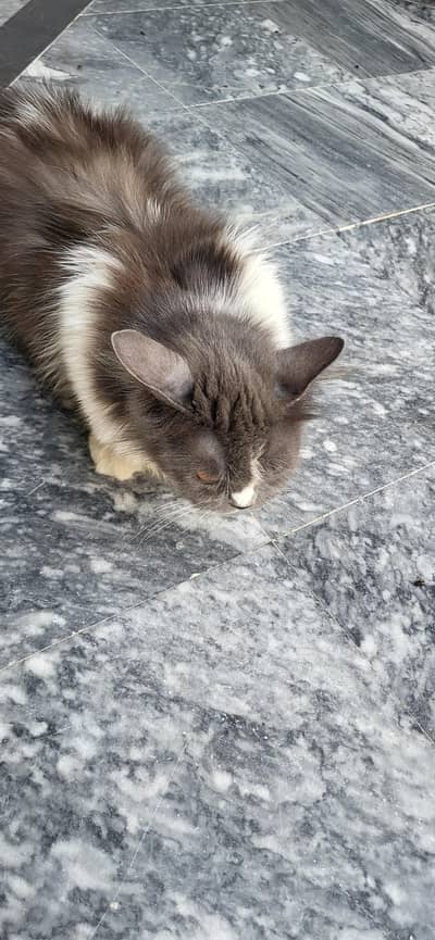 cat available free of cost