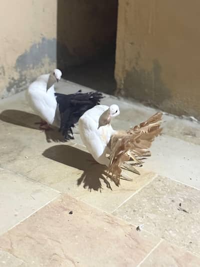 laka breeder yellow and black tail pair