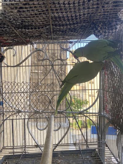 Green Vision RingNeck Breeder Pair