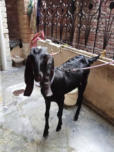 Desi bakri