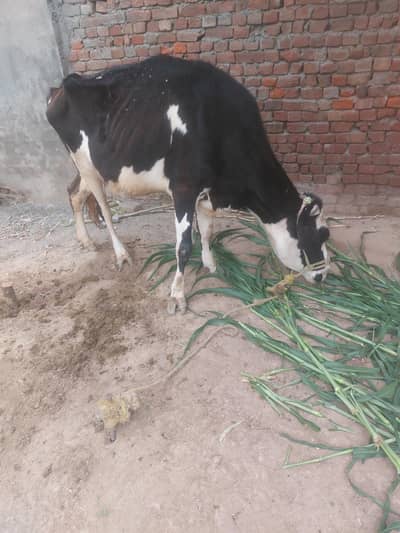 fresian  cow for sale
