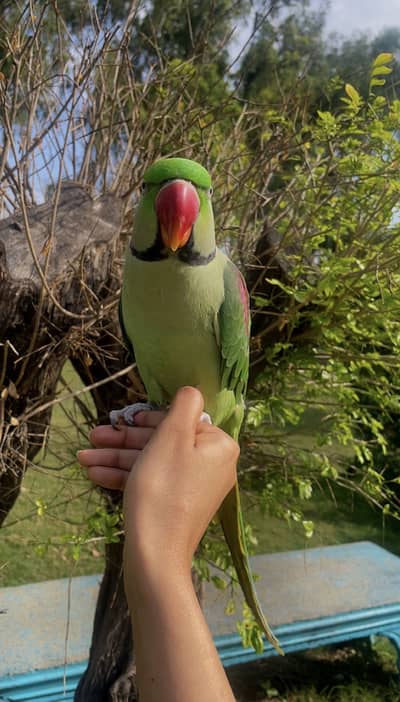 Raw parrot for sale