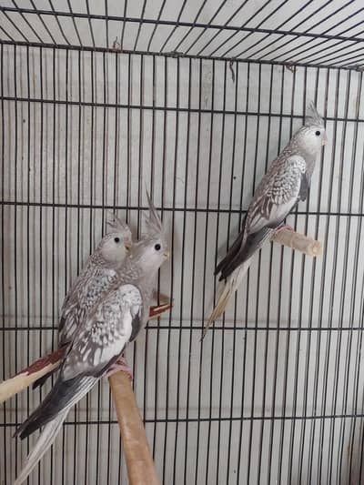 Cockatiel