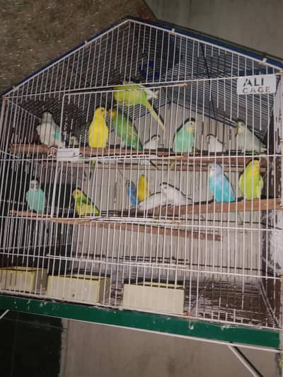 Australian birds