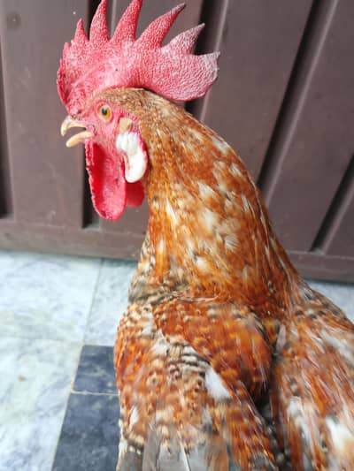 rhode island red Rooster